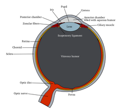 Schematic diagram of the human eye