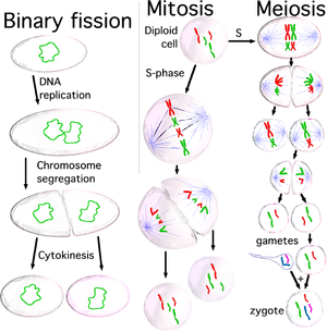 Three cell growth types