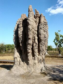 Termite Cathedral DSC03570