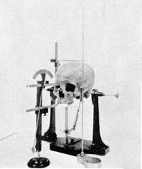 Craniometry skull 1902