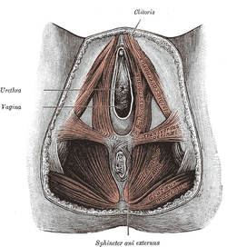 File:Foreskin Anatomy WIKI-EN.jpg - Wikimedia Commons