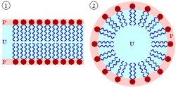 Lipid bilayer and micelle