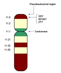 YChromShowingSRY2