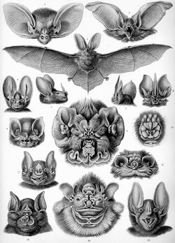 Haeckel Chiroptera