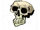 Human Skull