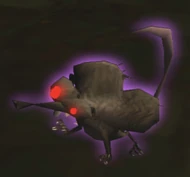 Screenshot Confusion Rat