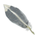 Seagull feather.