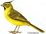 Animal Símbolo de Arbruy; Cardeal-amarelo (Gunermatrix cristata).