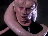 Bib Fortuna