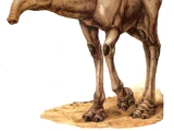 Legends:Eopie