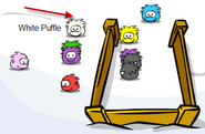 White-puffle-puffle-round-up