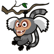 Marmoset 4