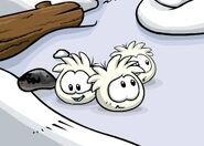 White puffle in blog