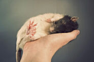 Cutest-Rats-35