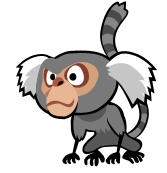 Marmoset 1