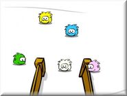 White-puffle-spotted-in-puffle-roundup