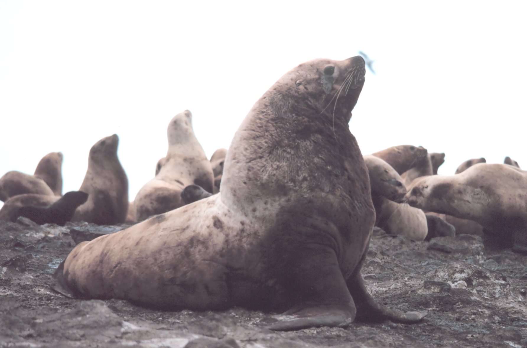 Steller Sea Lion | Puget Sound Wiki | Fandom