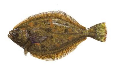 Pacific halibut - Wikipedia