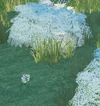 Babysbreath ig
