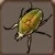 Fruit beetle 20