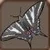 Zebra Swallow Tail