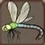 Giant darner 15