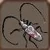 Longhorn beetle 15