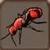 Red velvet ant 15