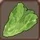Lettuce