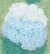 D4 babys breath harv