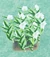 D9 hellebore harv