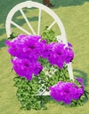 Trellis purple