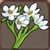 Babysbreath
