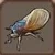 Cicada