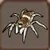 Zebra jumping spider 15