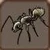 Black ant 5