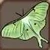 Luna Moth