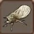 Brown Cicada