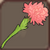 Carnation