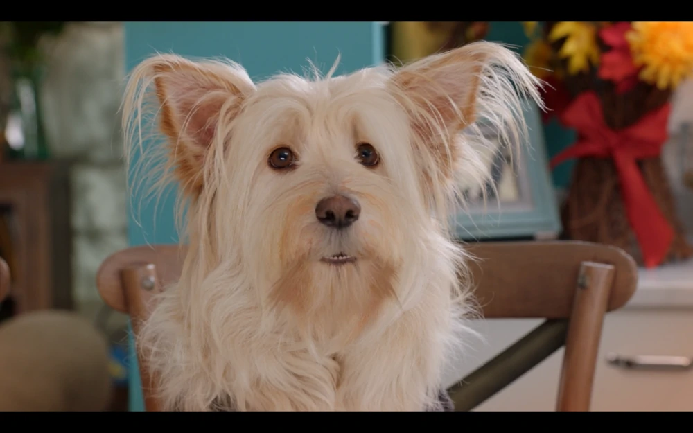 P.U.P Pup Star Movies Series Wiki Fandom