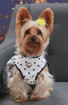 Star puppy outlet