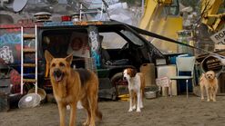 A full view of King in "The Stray's First Day"