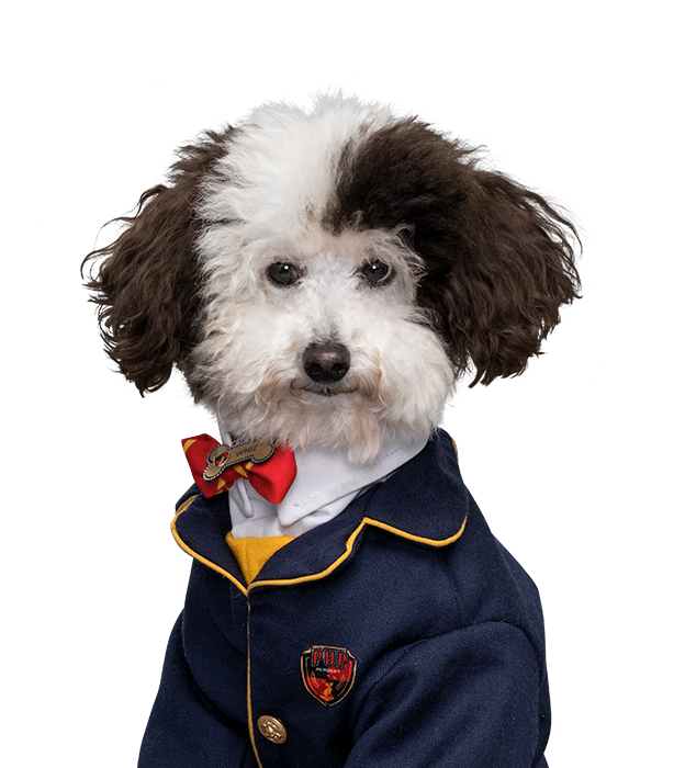 Whiz Pup Academy Wiki Fandom