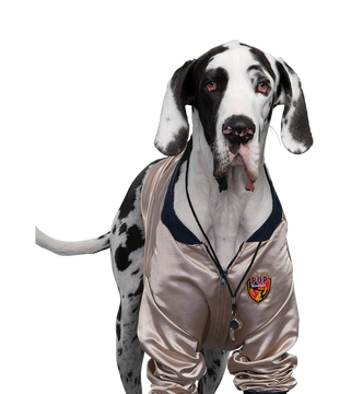 K9 coaching 2025