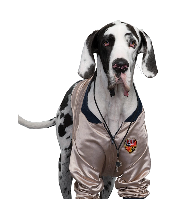 Coach K9 Pup Academy Wiki Fandom