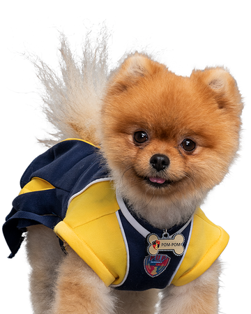 salut buffet fange Pom-Pom | Pup Academy Wiki | Fandom