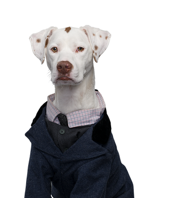 Professor Fitz | Pup Academy Wiki | Fandom