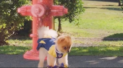 Pom Pom Pup Academy Wiki Fandom Pom Pom Pup Academy Wiki Fandom