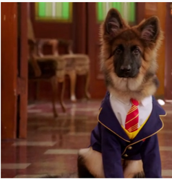 King Pup Academy Wiki Fandom