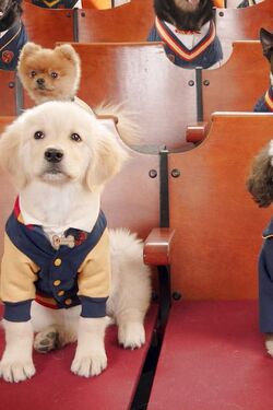 Corazon Pup Academy Wiki Fandom Corazon Pup Academy Wiki Fandom